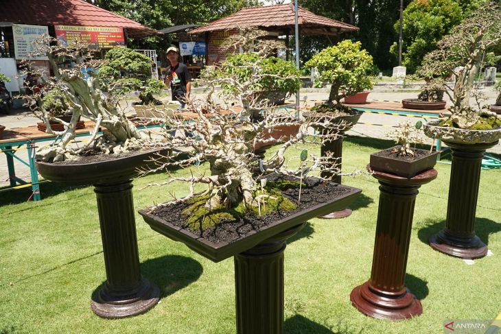 Pameran bonsai budidaya di Tulungagung