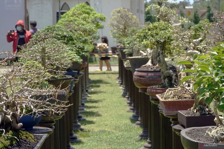 Pameran bonsai budidaya di Tulungagung