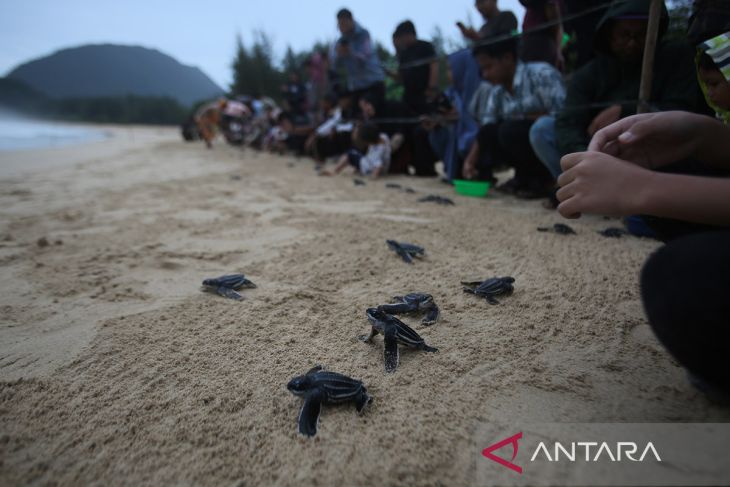 FOTO - Pelepasan tukik belimbing di Pantai Aceh Besar