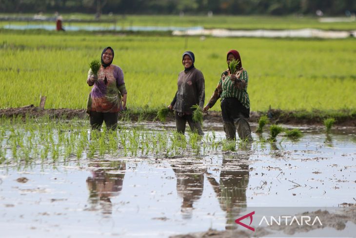 FOTO - Penyediaan dana KUR untuk pertanian