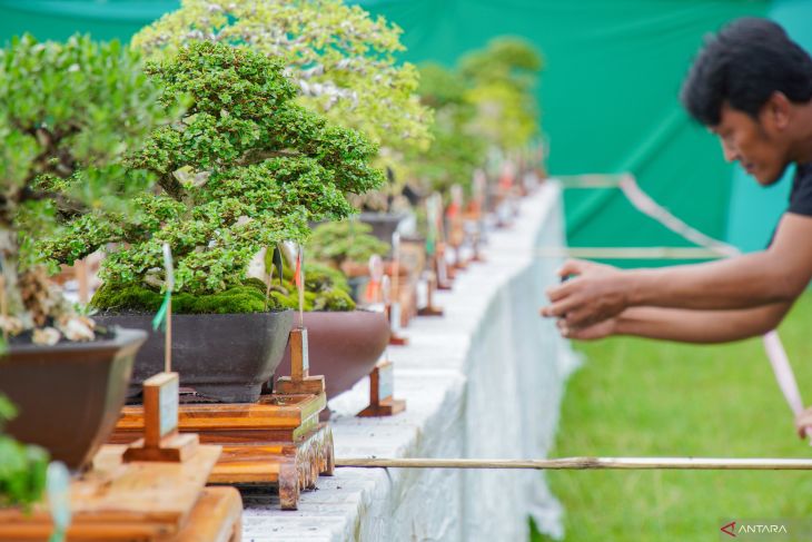 Pameran dan kontes bonsai nasional di Lumajang