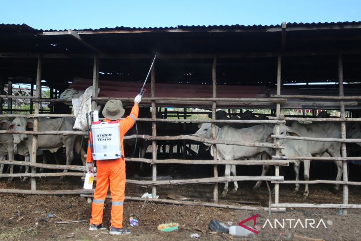 FOTO - Vaksinasi vaksin PMK untuk sapi