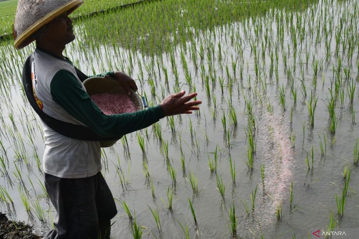 Alokasi pupuk subsidi Jawa Timur