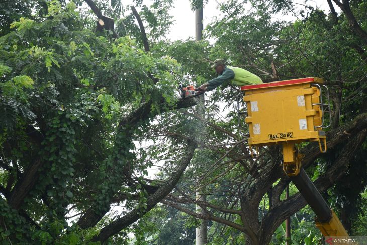 Antisipasi pohon tumbang akibat cuaca buruk di Madiun