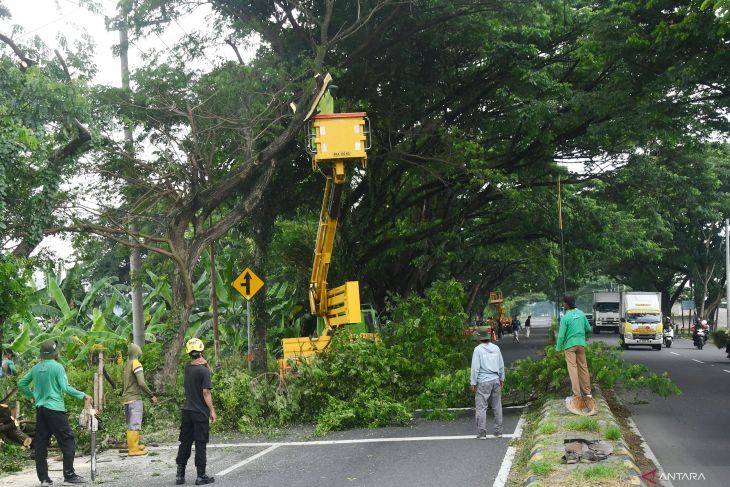 Antisipasi pohon tumbang akibat cuaca buruk di Madiun