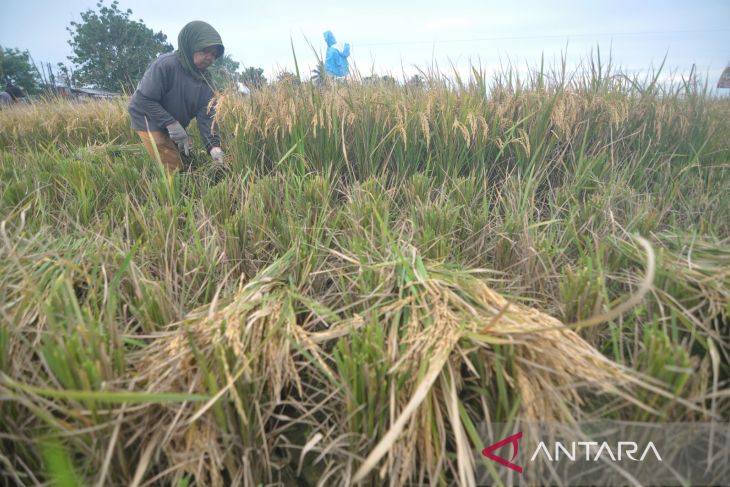 Ketersediaan KUR untuk produksi pertanian