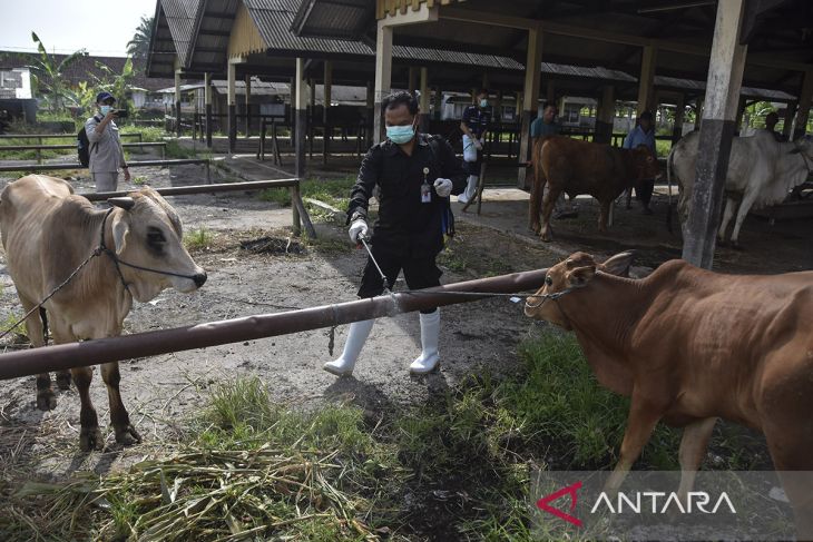 Kasus PMK sapi di Tasikmalaya