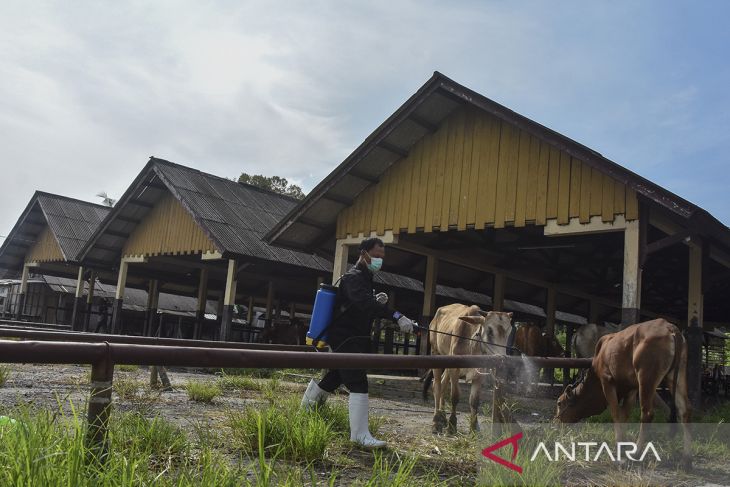 Kasus PMK sapi di Tasikmalaya