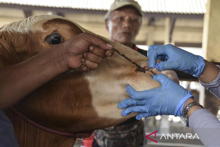 Kasus PMK sapi di Tasikmalaya