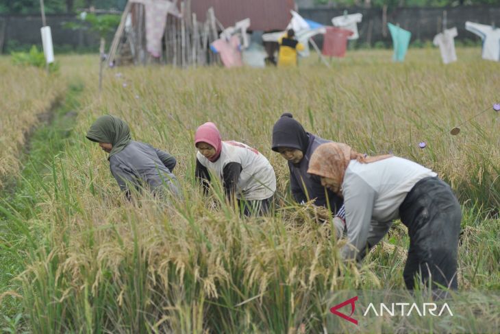 Ketersediaan KUR untuk produksi pertanian