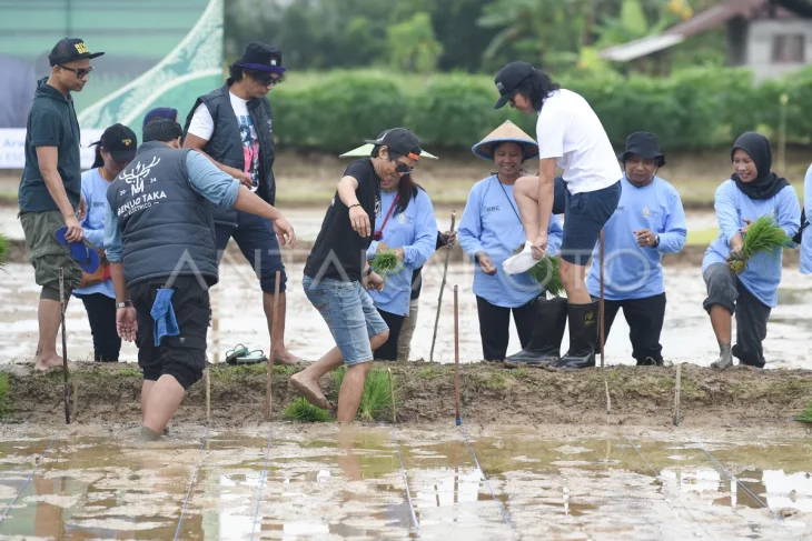 Penanaman padi bersama Slank di bekas lahan tambang batu bara