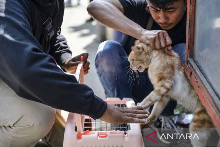 Program kontrol populasi kucing di Bandung