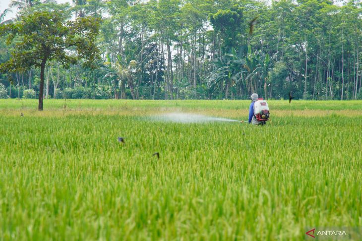 Target peningkatan produksi beras Jatim 2025