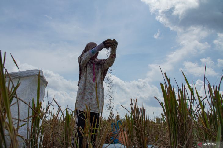 Target peningkatan produksi beras Jatim 2025