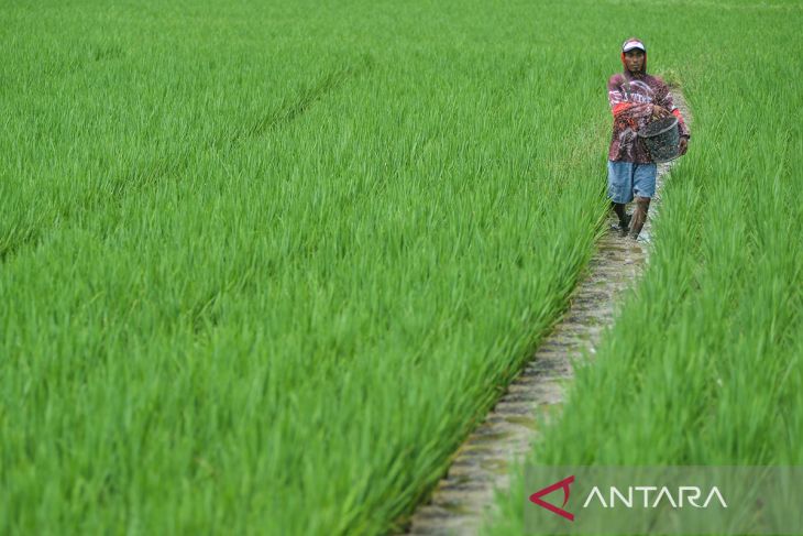 Ketersediaan pupuk subsidi di Provinsi Banten