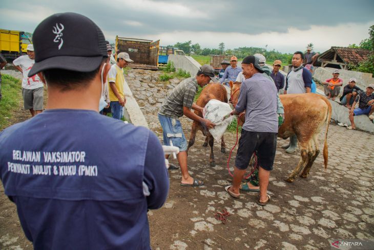 Pencegahan penyebaran PMK di Lumajang