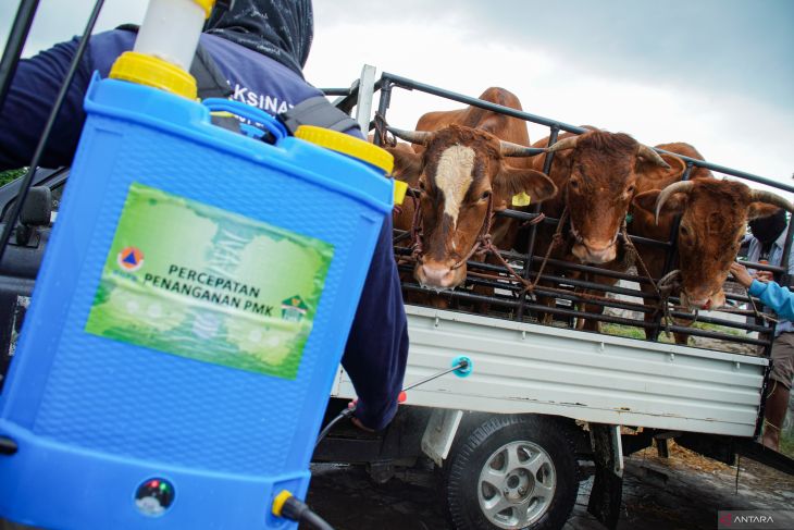 Pencegahan penyebaran PMK di Lumajang