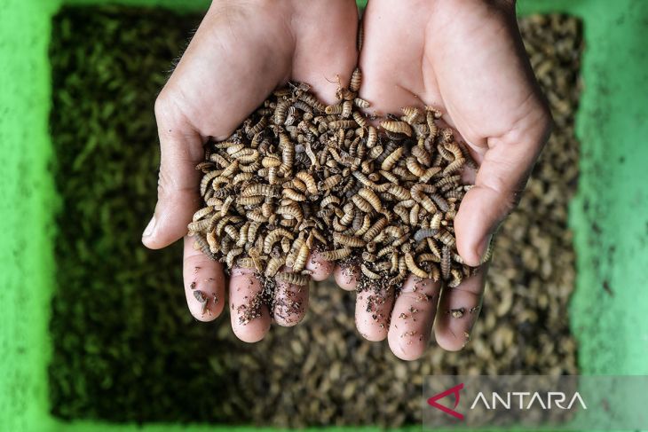 Budi daya maggot di Kota Serang