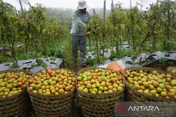 Hasil panen tomat turun akibat penyakit bercak daun