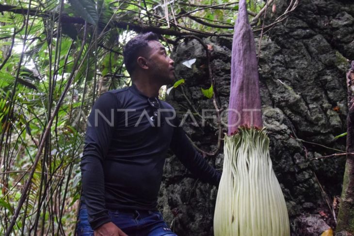 Pemandu melihat bunga Amorphophallus Titanum yang tumbuh di Desa Batu Katak