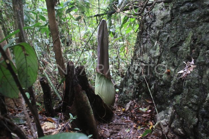 Pemandu melihat bunga Amorphophallus Titanum yang tumbuh di Desa Batu Katak