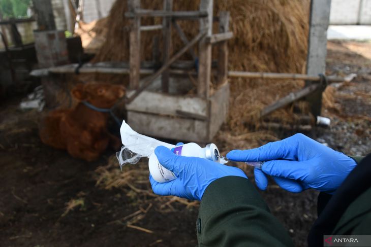 Vaksinasi PMK di Madiun