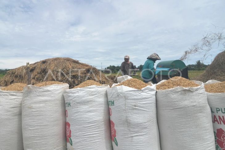 Petani memisahkan gabah dari jerami dengan mesin usai panen di Kota Bengkulu