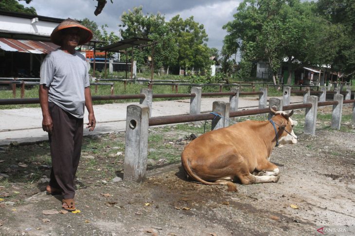 Dampak wabah PMK di Ngawi