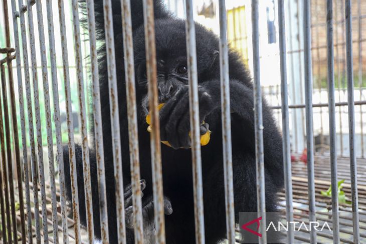 Penyelamatan siamang hasil serahan warga