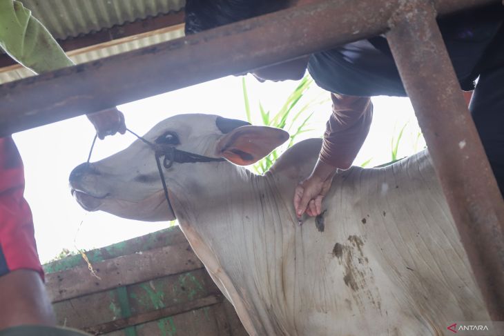 Pemprov Jatim tetapkan status darurat PMK