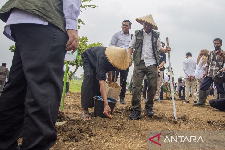 Penanaman serentak agroforestri pangan