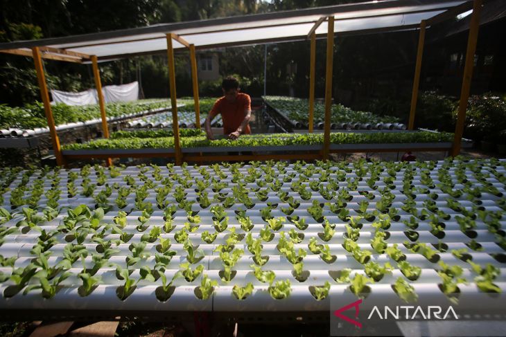 FOTO - Budi daya sayuran hidroponik di Aceh Besar