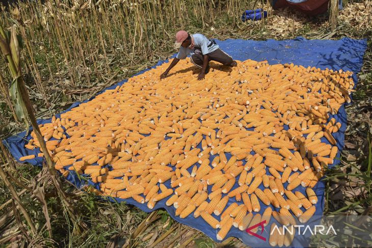 Potensi produksi jagung pipilan melonjak
