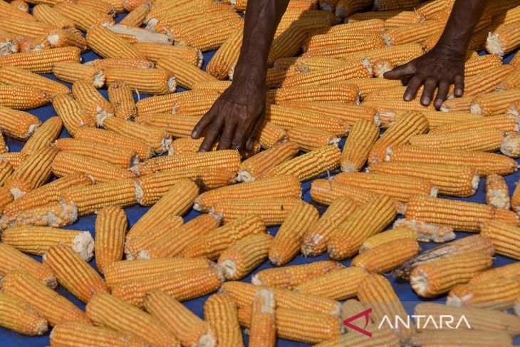 Potensi produksi jagung pipilan melonjak