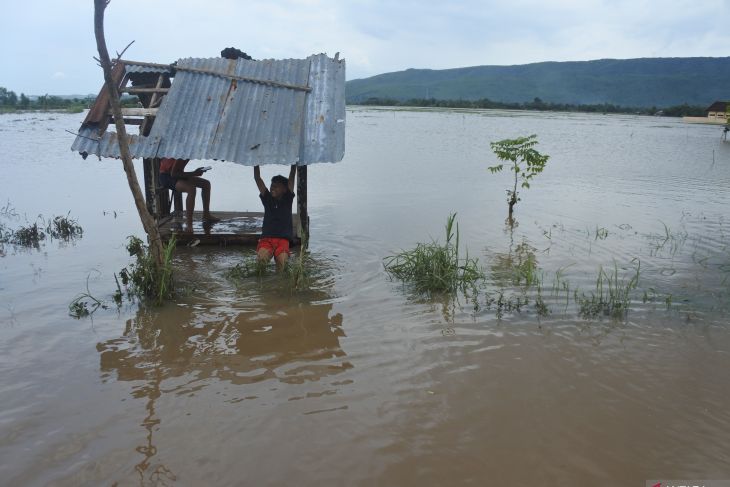 Ratusan hektare lahan pertanian terendam banjir di Situbondo 