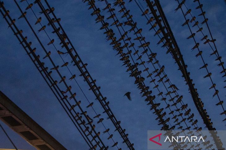 Migrasi burung Layang Layang Asia