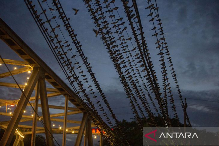 Migrasi burung Layang Layang Asia