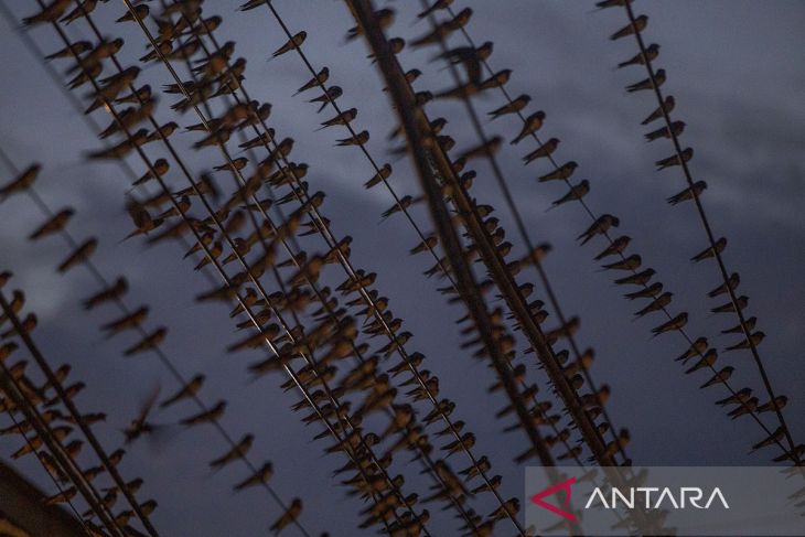 Migrasi burung Layang Layang Asia