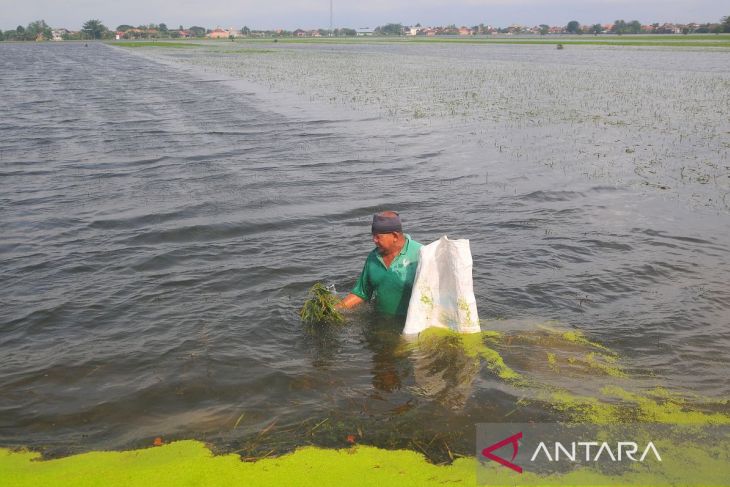 Ratusan hektare tanaman padi puso akibat terdampak banjir di Kudus