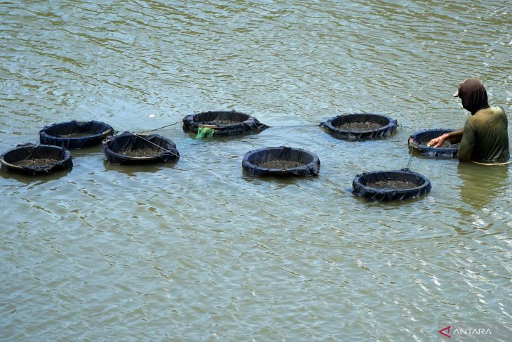 Berburu cacing sutra di Sungai Tulungagung