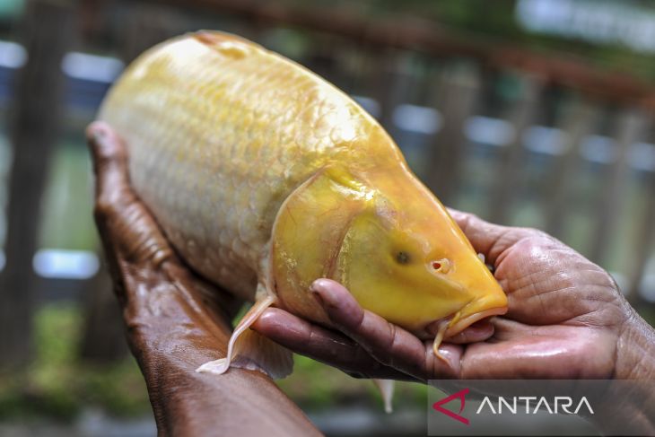 Penangkaran ikan Sinyonya endemik Pandeglang