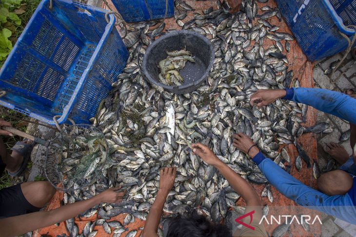 Budi daya ikan nila di Indramayu