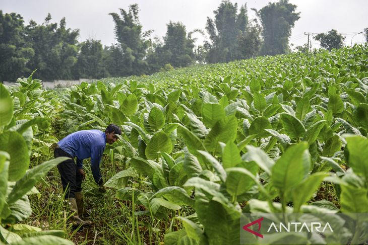 Keberlangsungan usaha industri tembakau nasional
