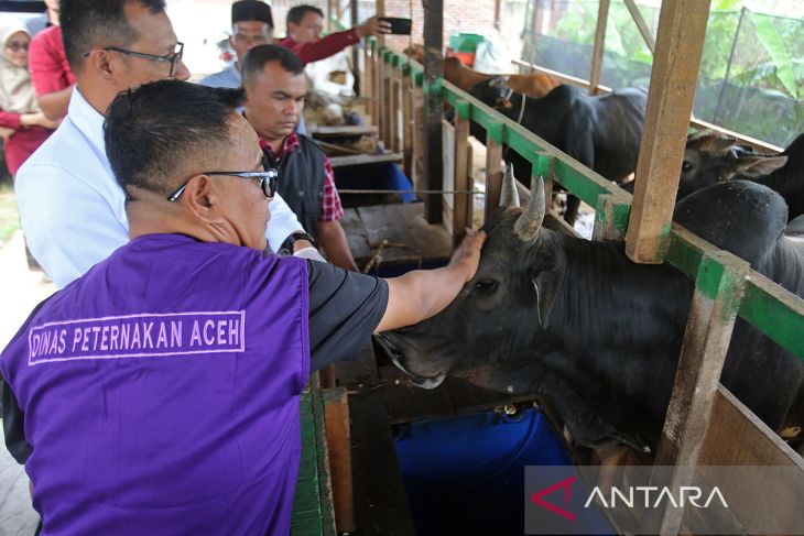 FOTO - Pemeriksaan kesehatan ternak kebutuhan Ramadhan