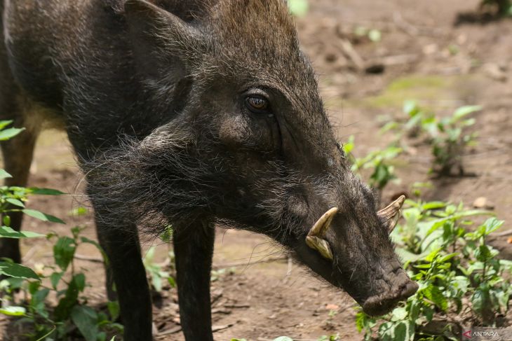 Babi kutil terancam punah