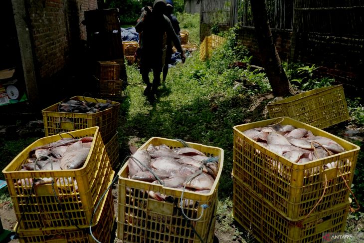 Harga ikan gurami awal Ramadhan