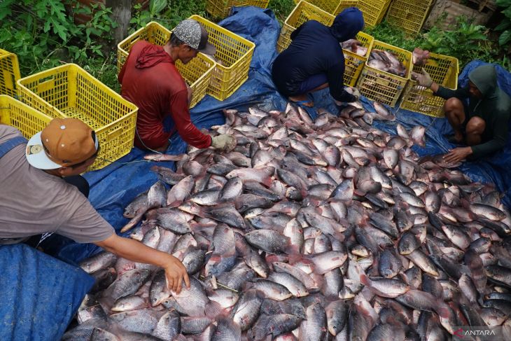 Harga ikan gurami awal Ramadhan
