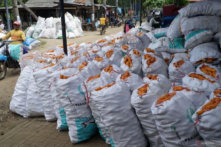 Harga jagung pipil basah di tingkat petani turun
