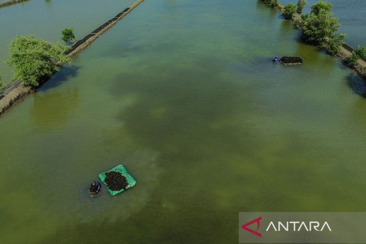 KKP fokuskan rumput laut sebagai komoditas unggulan