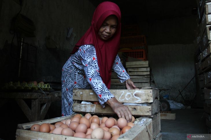 Proyeksi produksi telur ayam ras 2025